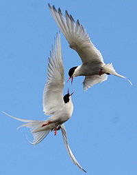 Battling Terns